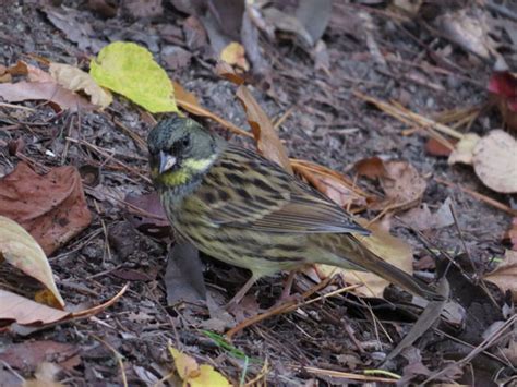 鳥 庭|庭に来る鳥の名前を調べる